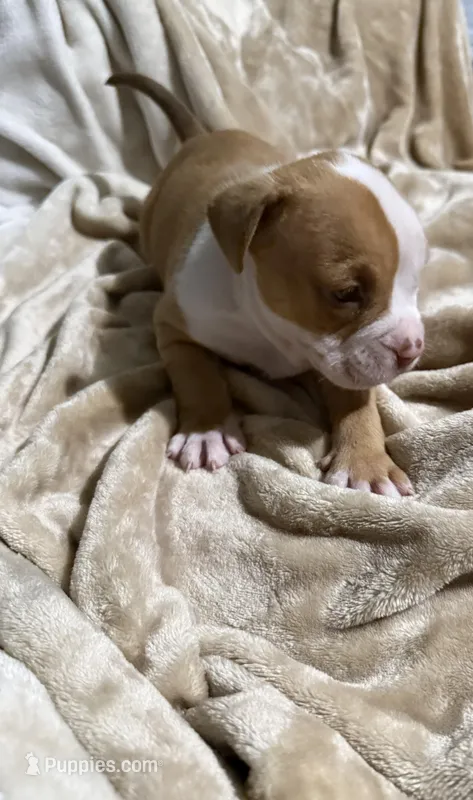 Saint – American Bully puppy for sale in Loganville, GA