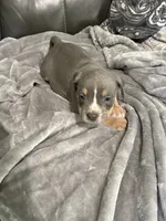 King, a male American Bully for sale in Loganville, GA – 4 of 4