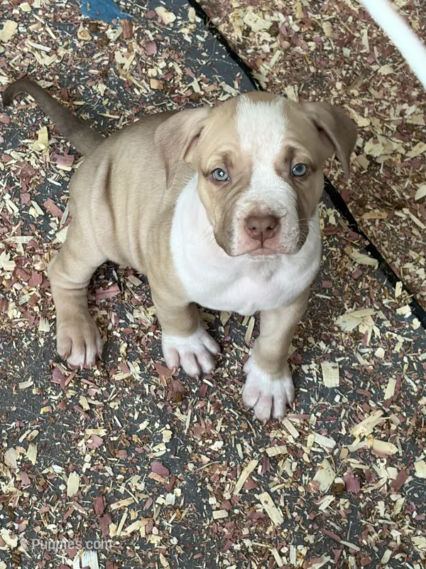 Boss – American Bully puppy for sale in Loganville, GA