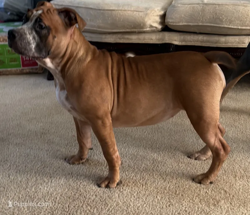Luna – American Bully puppy for sale in Loganville, GA