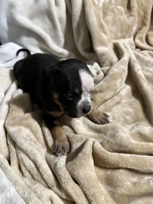 CoCo – American Bully puppy for sale in Loganville, GA