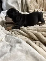 CoCo, a female American Bully for sale in Loganville, GA – Photo 3 of 3