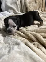 CoCo, a female American Bully for sale in Loganville, GA – Photo 2 of 3