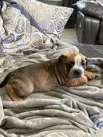 Luna, a female American Bully for sale in Loganville, GA – 2 of 4