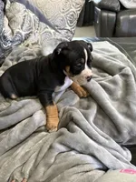Stormi, a female American Bully for sale in Loganville, GA – 3 of 4