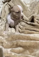 Boss, a male American Bully for sale in Loganville, GA – Photo 2 of 3