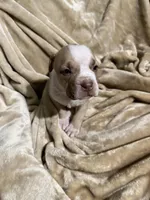 Boss, a male American Bully for sale in Loganville, GA – Photo 3 of 3