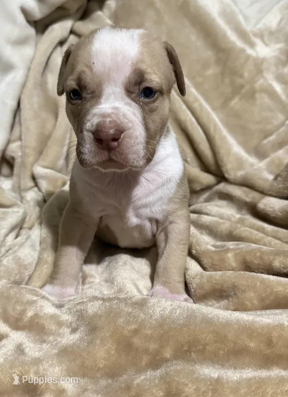 Boss – American Bully puppy for sale in Loganville, GA