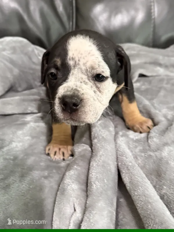 CoCo – American Bully puppy for sale in Loganville, GA