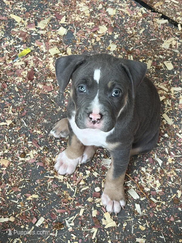 Bella – American Bully puppy for sale in Loganville, GA