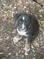Bella, a female American Bully for sale in Loganville, GA – 1 of 4