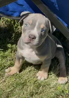 King, a male American Bully for sale in Loganville, GA – 3 of 4