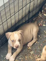 Boss, a male American Bully for sale in Loganville, GA – 4 of 4