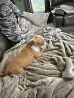 Saint, a male American Bully for sale in Loganville, GA – 3 of 4