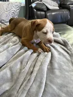 Zuri, a female American Bully for sale in Loganville, GA – 3 of 4