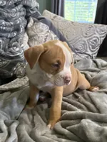 Saint, a male American Bully for sale in Loganville, GA – 4 of 4