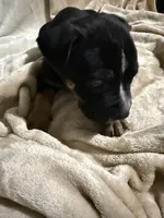 Rocky, a male American Bully for sale in Loganville, GA – Photo 2 of 3