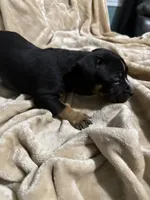 Rocky, a male American Bully for sale in Loganville, GA – Photo 3 of 3