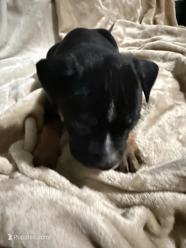 Rocky – American Bully puppy for sale in Loganville, GA