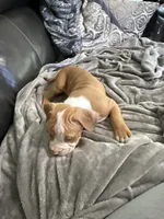 Saint, a male American Bully for sale in Loganville, GA – 2 of 4