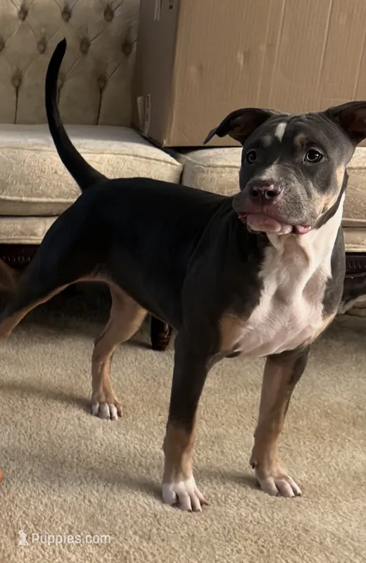 Bella – American Bully puppy for sale in Loganville, GA