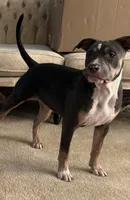 Bella, a female American Bully for sale in Loganville, GA – 1 of 5