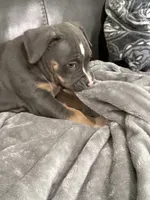 Bella, a female American Bully for sale in Loganville, GA – 2 of 4