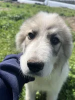 Ross, a male Great Pyrenees for sale in Suffolk, VA – Photo 2 of 6