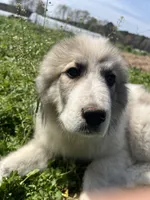 Ross, a male Great Pyrenees for sale in Suffolk, VA – Photo 5 of 6