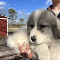 Ross, a male Great Pyrenees for sale in Suffolk, VA – Photo 3 of 6