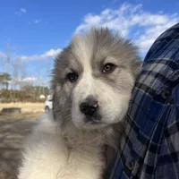 Ross, a male Great Pyrenees for sale in Suffolk, VA – Photo 1 of 6