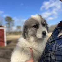 Ross, a male Great Pyrenees for sale in Suffolk, VA – Photo 5 of 6