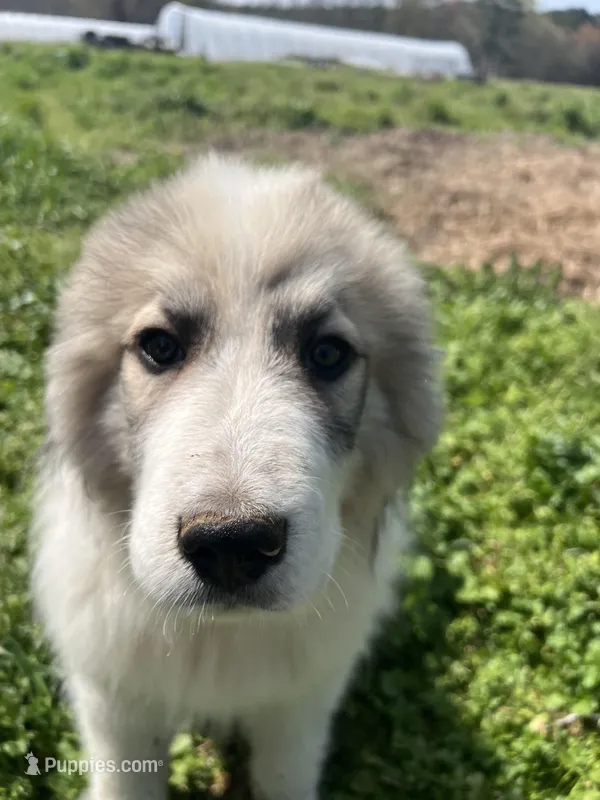 Ross – Great Pyrenees puppy for sale in Suffolk, VA