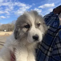 Ross, a male Great Pyrenees for sale in Suffolk, VA – Photo 4 of 6