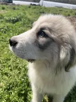Ross, a male Great Pyrenees for sale in Suffolk, VA – Photo 3 of 6