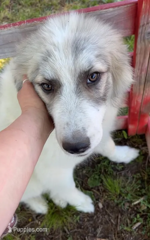 Ross – Great Pyrenees puppy for sale in Suffolk, VA