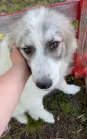 Ross, a male Great Pyrenees for sale in Suffolk, VA – 1 of 7