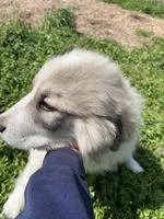 Ross, a male Great Pyrenees for sale in Suffolk, VA – Photo 4 of 6