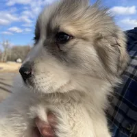 Ross, a male Great Pyrenees for sale in Suffolk, VA – Photo 2 of 6