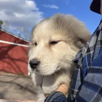 Cooper, a male Great Pyrenees for sale in Suffolk, VA – Photo 3 of 5
