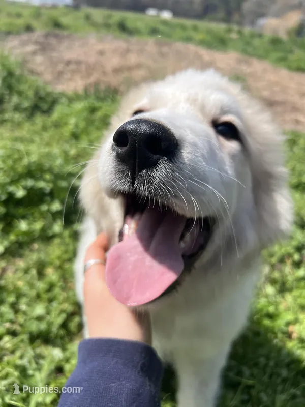 Cooper – Great Pyrenees puppy for sale in Suffolk, VA