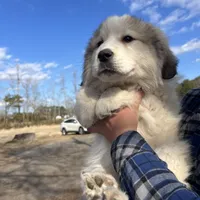 Cooper, a male Great Pyrenees for sale in Suffolk, VA – Photo 2 of 5
