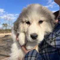 Cooper, a male Great Pyrenees for sale in Suffolk, VA – Photo 1 of 5