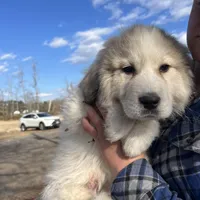 Cooper, a male Great Pyrenees for sale in Suffolk, VA – Photo 5 of 5