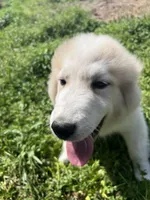 Cooper, a male Great Pyrenees for sale in Suffolk, VA – Photo 5 of 5