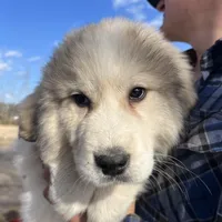 Cooper, a male Great Pyrenees for sale in Suffolk, VA – Photo 4 of 5