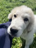 Cooper, a male Great Pyrenees for sale in Suffolk, VA – Photo 4 of 5