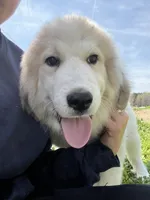Cooper, a male Great Pyrenees for sale in Suffolk, VA – Photo 3 of 5