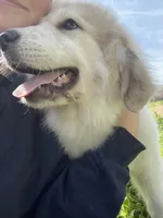 Cooper, a male Great Pyrenees for sale in Suffolk, VA – Photo 2 of 5