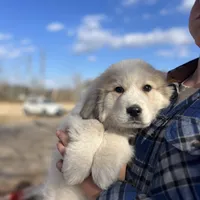 Teddy, a male Great Pyrenees for sale in Suffolk, VA – Photo 1 of 4